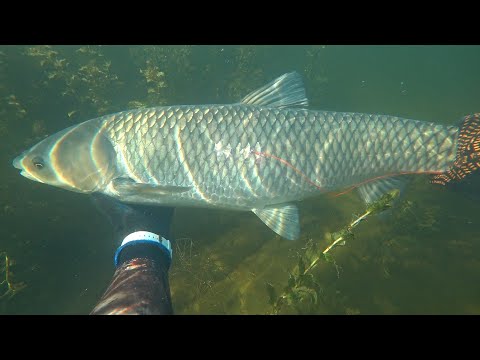 Видео: Подводная охота. Белый амур в толще воды.