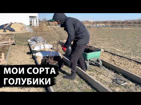 Видео: Купил лучшие сорта голубики в питомнике МОЯ ГОЛУБИКА в Ильском
