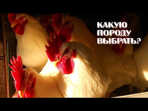 Видео: КАКУЮ ПОРОДУ КУР ВЫБРАТЬ НАЧИНАЮЩЕМУ?