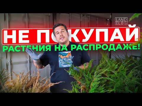 Видео: Распродажа растений! Акции! Скидки! Почему не надо экономить ?