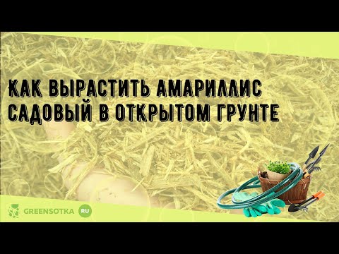 Видео: Как вырастить амариллис садовый в открытом грунте