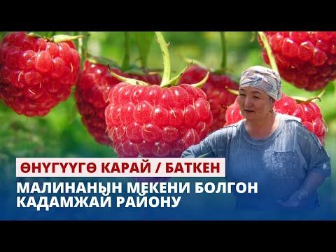 Видео: Малинанын мекени болгон Кадамжай району // Өнүгүүгө карай