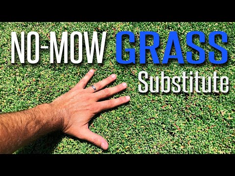 Видео: Удивительный, дружелюбный к животным заменитель газона, не требующий стрижки - Ruschia 'Nana' (ка...