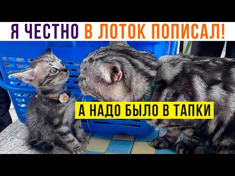 Видео: КОШКА УЧИТ МЕЛКОГО ))) Приколы с котами | Мемозг 1113