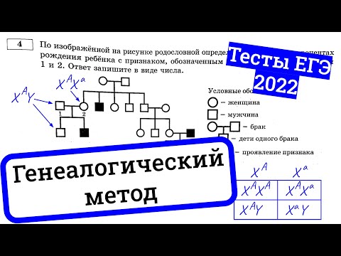 Видео: Генеалогический метод / анализ родословных – разбираем тесты ЕГЭ по биологии 2022