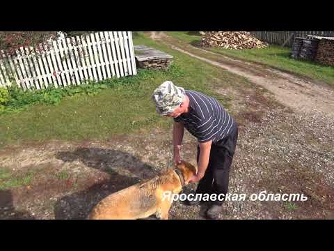 Видео: Охота с Русской гончей на зайца 2 октября 2024