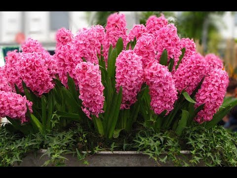 Видео: Гиацинт уход до и после цветения