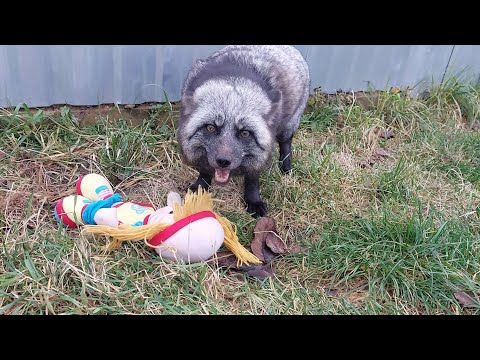 Видео: Лисам игрушки 