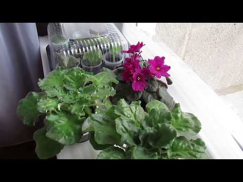 Видео: Уход за фиалкой зимой/Утепляем подоконник для фиалок