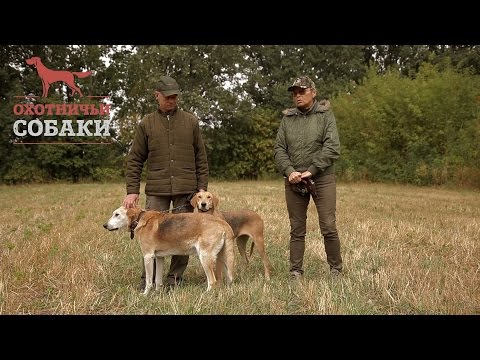Видео: Охотничьи собаки. 27 серия. Русская гончая