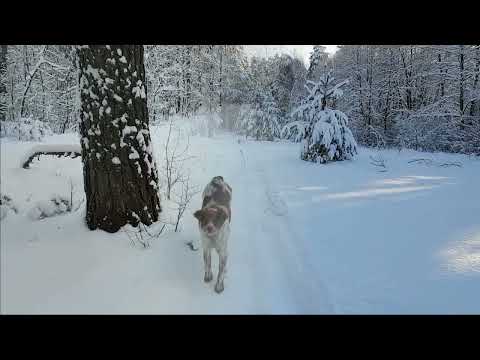 Видео: (26) Бретонский эпаньоль - моя первая легавая собака.