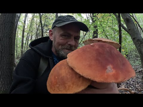 Видео: ГРИБИ НЕ ДАЮТЬ ПРОХОДУ! Грибникам НЕ вистачає КОШИКІВ! Мега ЗБІР Грибів!