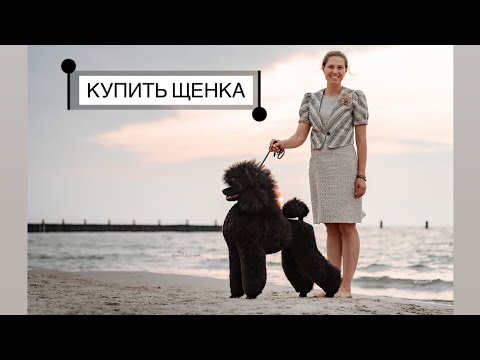 Видео: ПОКУПКА ЩЕНКА. Неудобные вопросы покупателей