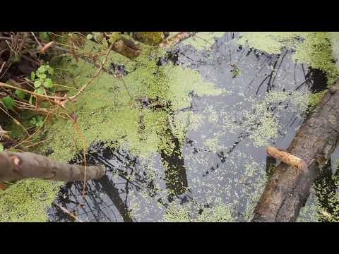 Видео: Охота на бобра капканами.  Проверка капканов