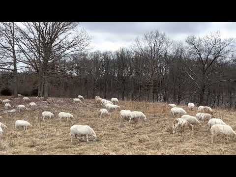 Видео: Если у вас небольшая территория, то лучшим жвачным животным для разведения будут овцы.