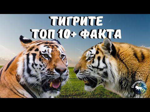 Видео: Тайните на ТИГРИТЕ: ФАКТИ, които ще ви оставят БЕЗ ДЪХ!