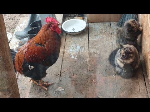 Видео: Коротенький эфир