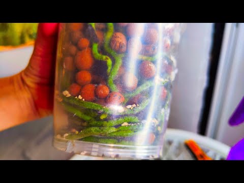 Видео: Перевожу ОРХИДЕЮ на ГИДРОПОНИКУ и корни ВСЕГДА БУДУТ ЗДОРОВЫ