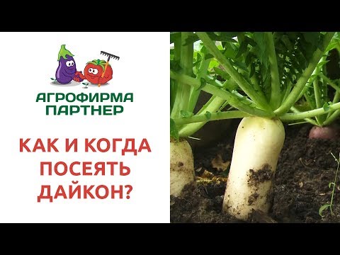 Видео: КАК И КОГДА ПОСЕЯТЬ ДАЙКОН?