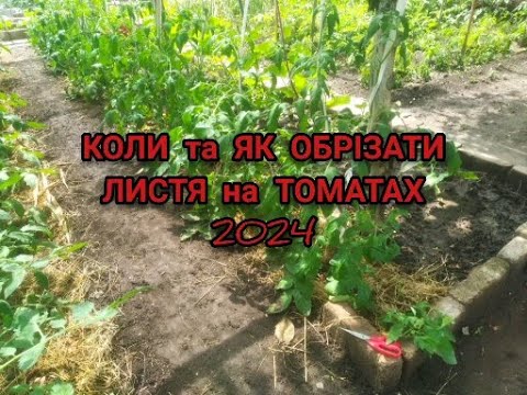 Видео: КОЛИ ТА ЯК ОБРІЗАТИ НИЖНЄ ЛИСТЯ НА ТОМАТАХ !!?