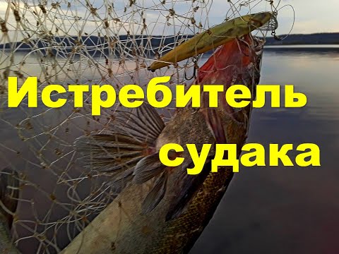 Видео: Истребитель судака и щуки