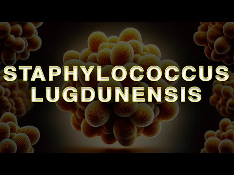 Видео: Staphylococcus lugdunensis: коменсал чи небезпечний патоген?