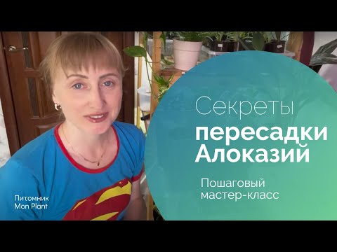 Видео: Пересадка Алоказий - маленькие секреты работы с этими комнатными растениями