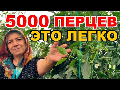 Видео: Это невероятно! Турецкие пенсионеры выращивают 5000 кустов перцев🌶️