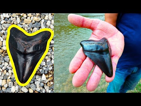 Видео: Как найти зуб меглодона, и сколько он стоит