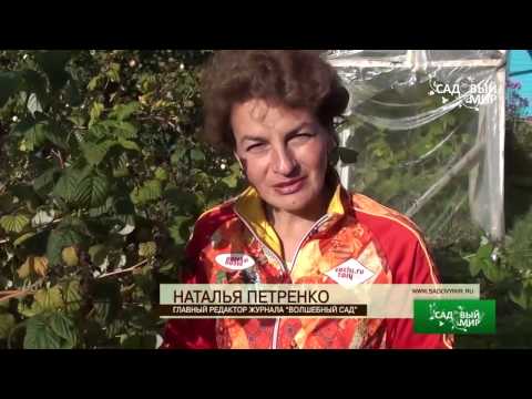 Видео: Осенняя  обрезка малины и смородины. Сайт "Садовый мир"