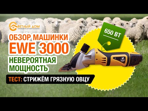 Видео: Машинка для стрижки овец EWE 3000. Профессиональный обзор + ТЕСТ Стрижем очень грязную овцу машинкой