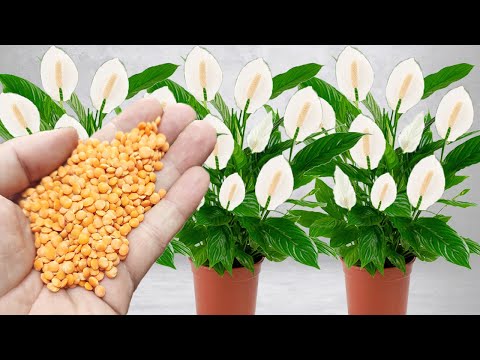 Видео: Всего 1 чашка заставляет его взорваться от роста и цветения (посмотрите на потрясающий результат)