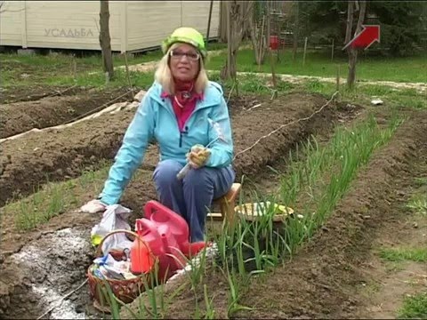 Видео: Лучки пучки.  Серия 184.  Уход весной за озимым чесноком и озимым луком.