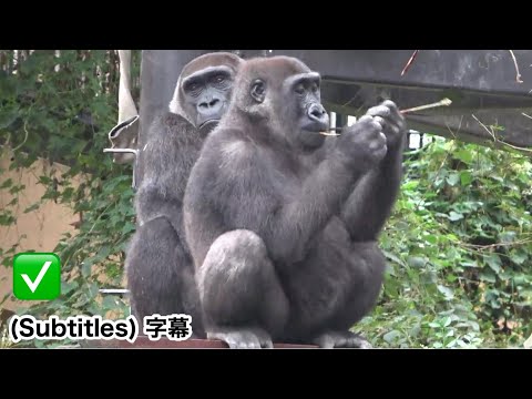 Видео: Сегодня Кинтаро ведет себя тихо и прижимается к маме Генки. Император посещает Киото. Горилла