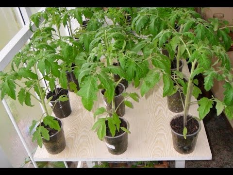 Видео: Как я выращиваю рассаду помидоров
