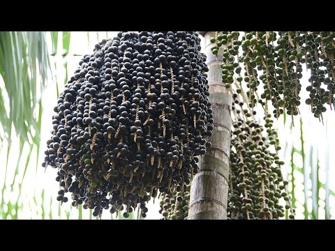 Видео: Ягоды асаи   |  Как их выращивают и собирают в Бразилии