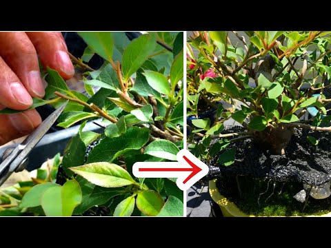 Видео: Всегда знал? Продюсер Шохин, мастер бонсай, учит, как создавать ветки с короткими междоузлиями,