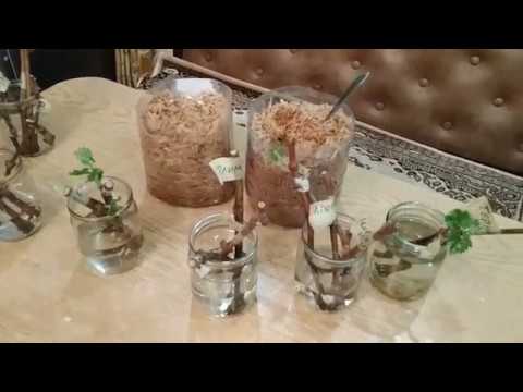 Видео: Результаты укоренения виноградных черенков в опилках спустя две недели.  (Вторая часть)