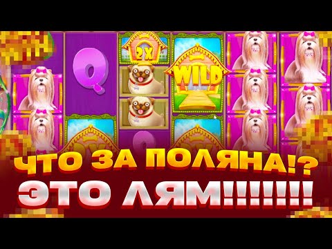 Видео: Я ТАКОГО НЕ ВИДЕЛ!! ПОЙМАЛ X1000 В DOG HOUSE MEGAWAYS ЗАНОСЫ НЕДЕЛИ