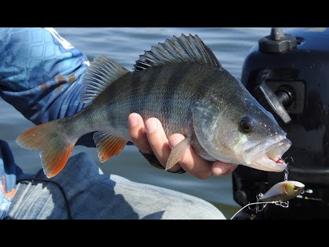 Видео: Обалденные поклевки окуня на джиг, раттлины и шады.