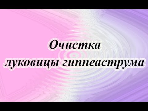 Видео: Очистка луковицы гиппеаструма