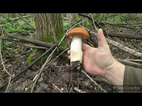 Видео: За грибами 27 июня.