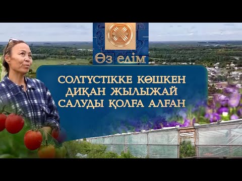 Видео: Солтүстікке көшкен диқан жылыжай салуды қолға алған | Өз елім