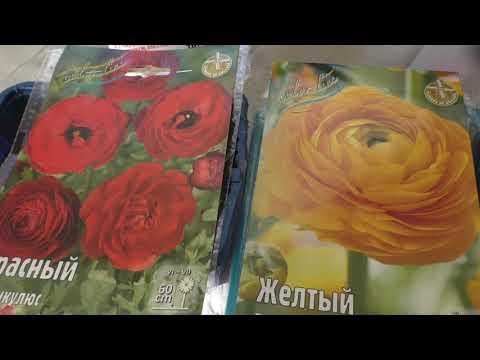 Видео: Пора высаживать ранункулюс, проращивание в вермикулите