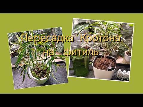 Видео: Пересадка Кротона на фитиль