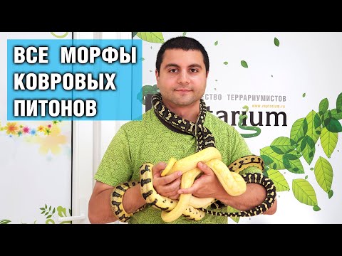 Видео: Морфы ковровых питонов — Все виды ковровых питонов в одном видео