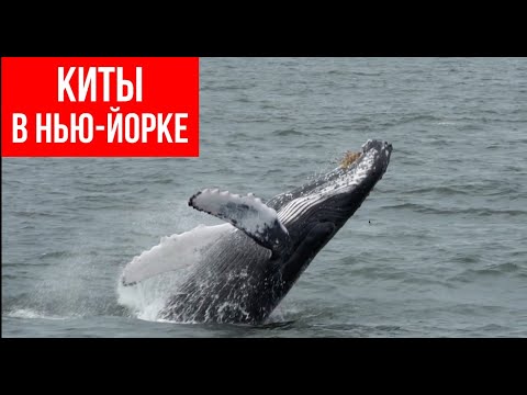 Видео: Встретили китов у берегов Нью-Йорка