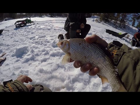 Видео: Весёлая плотва, часть вторая!