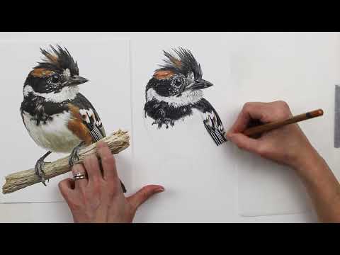 Видео: Рисование реалистичной птицы цветными карандашами // Демонстрация бок о бок