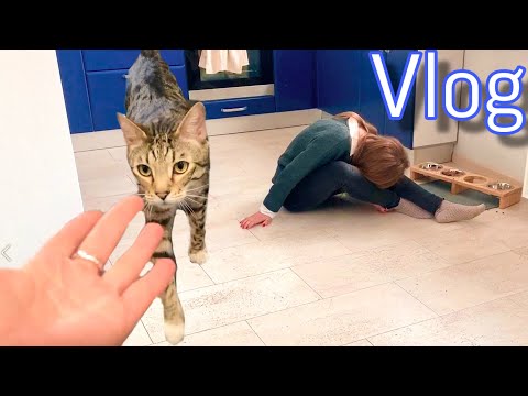 Видео: Кот меня напугал😁 Подготовка к знакомству собак и кошек! 🥳️ Vlog